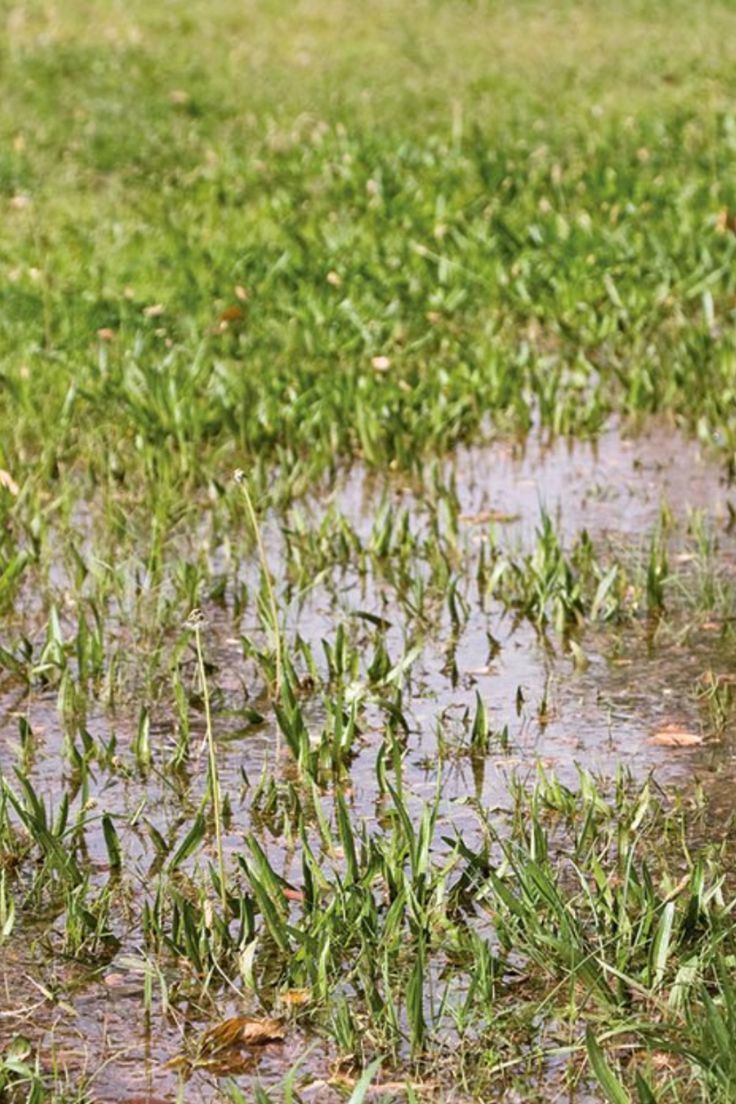 a bird standing in the middle of a puddle of water on top of green grass