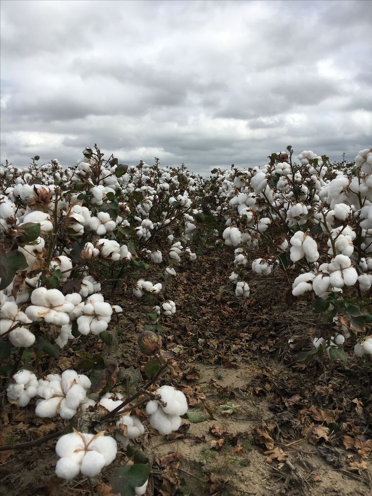 a field full of cotton plants with clouds in the background