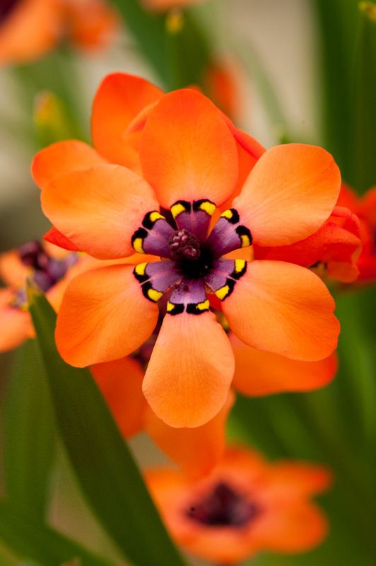 an orange flower with yellow and black stamens on it's center surrounded by green leaves