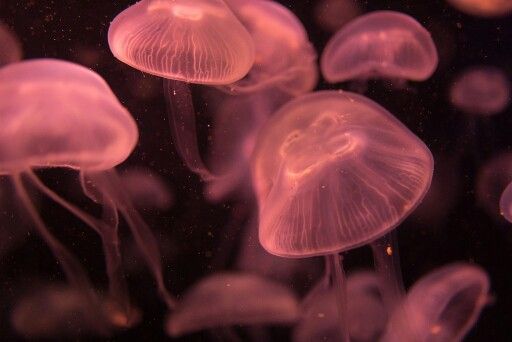 some very pretty jellyfish floating in the water