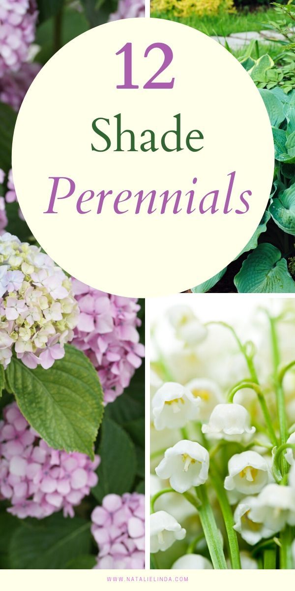 flowers and plants with the words 12 shade perennials on them in purple, green, white