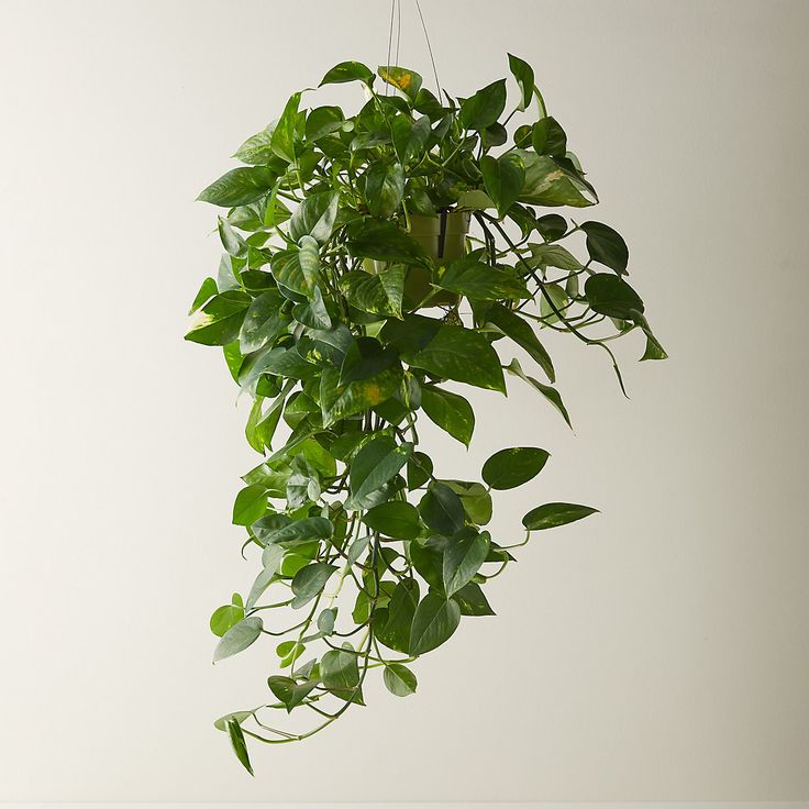 a potted plant with green leaves hanging from it's side