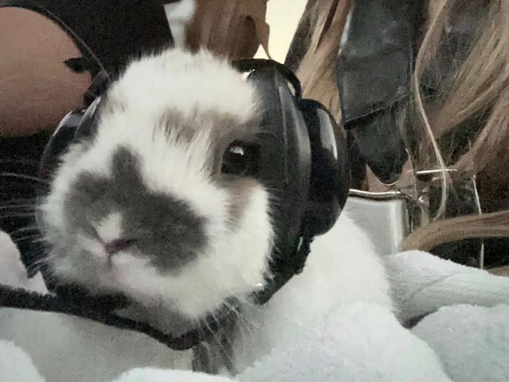 a small rabbit wearing headphones on top of a blanket