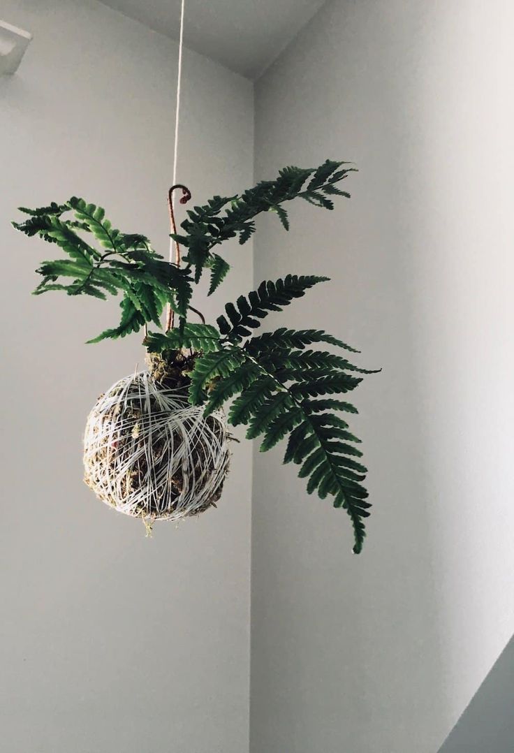 a plant hanging from the ceiling in a room