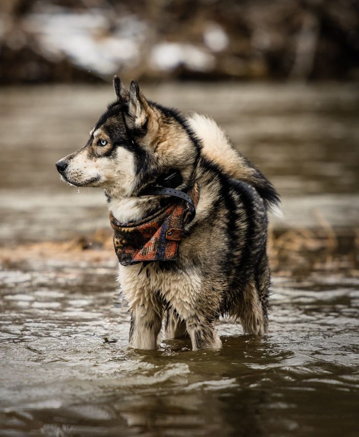 a black and white dog standing in water with his head turned to the side, wearing a bandana