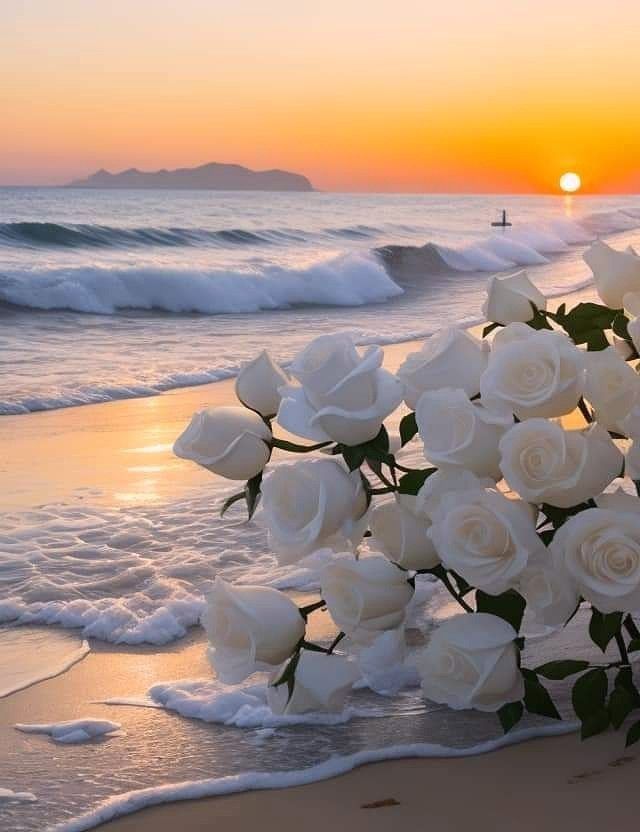 white roses are on the beach at sunset