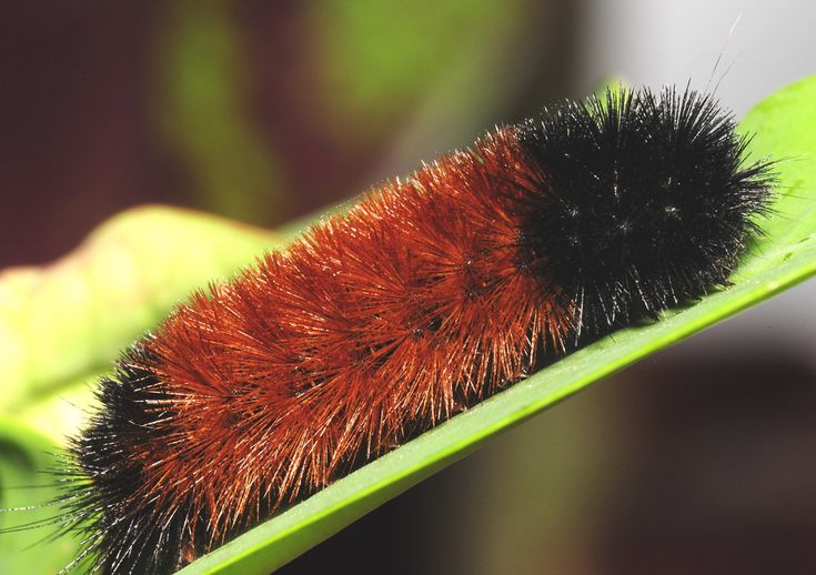 a red and black caterpillar sitting on top of a green leaf