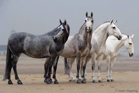 four horses are standing in the sand near each other and one horse is looking at the camera