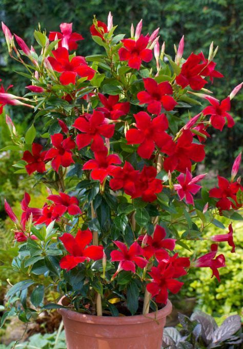 a potted plant with red flowers in it