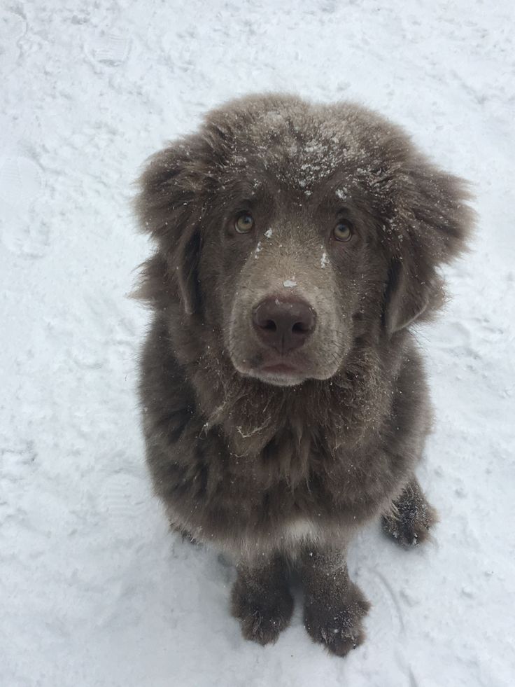 a brown dog sitting in the snow looking at the camera