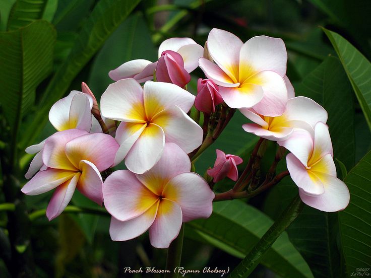 pink and yellow flowers with green leaves in the background