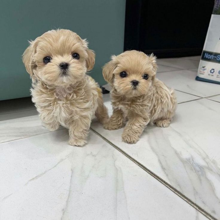 two small dogs sitting on top of a tile floor next to each other and looking at the camera