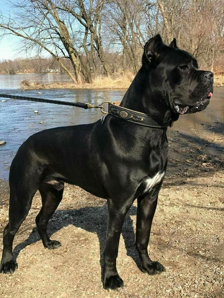 a large black dog standing on top of a dirt field next to a body of water