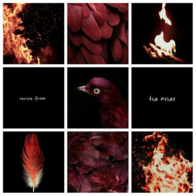 several different pictures with fire and flames in them, including a bird's feathers