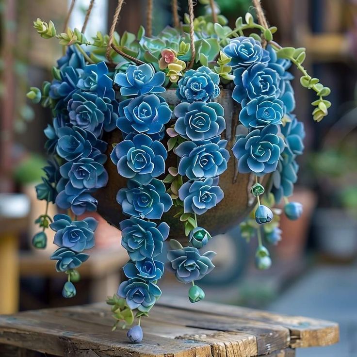 blue flowers are hanging from a potted plant