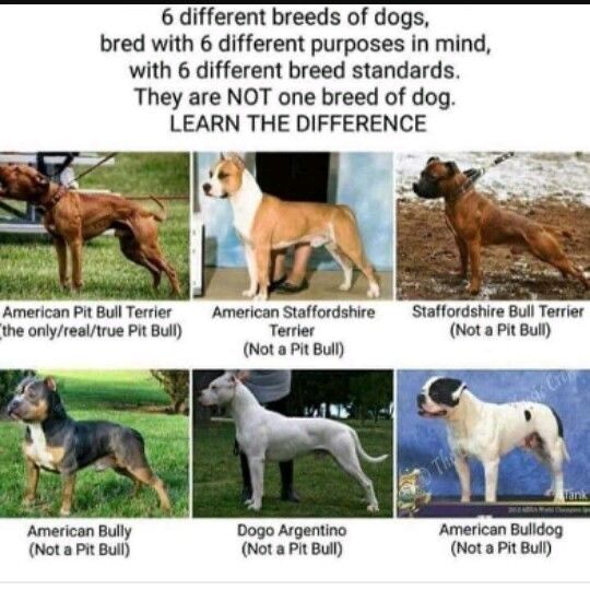 the different breeds of dogs are shown in this poster