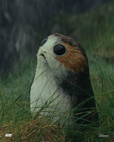 an owl is sitting in the grass with its eyes open