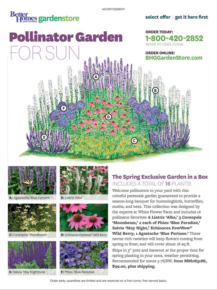 an advertisement with pictures of flowers and plants in the garden, including lavenders, as well as pink daisies