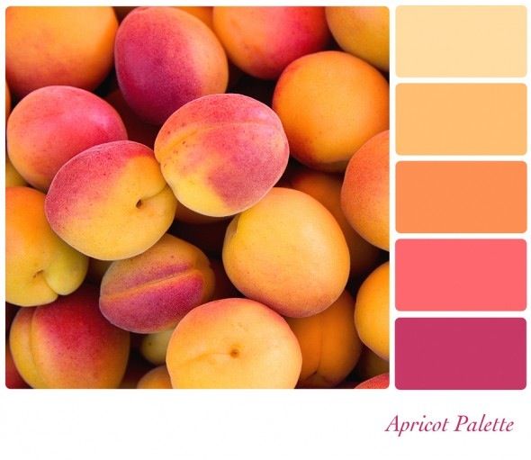 peaches and apricots are arranged in a color palette