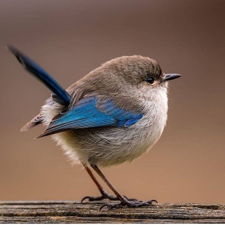 a small blue and white bird sitting on top of a piece of wood