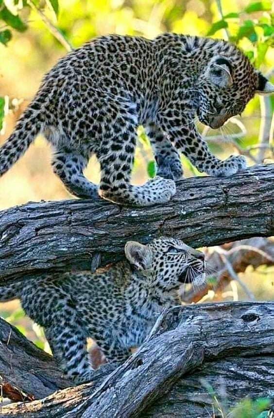 two young leopards playing on a fallen tree