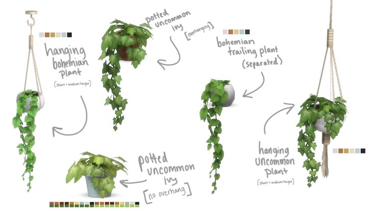 the stages of hanging plants from seed to potted plant, with instructions on how to care for them