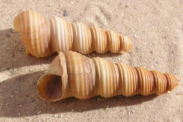 two seashells are laying on the sand