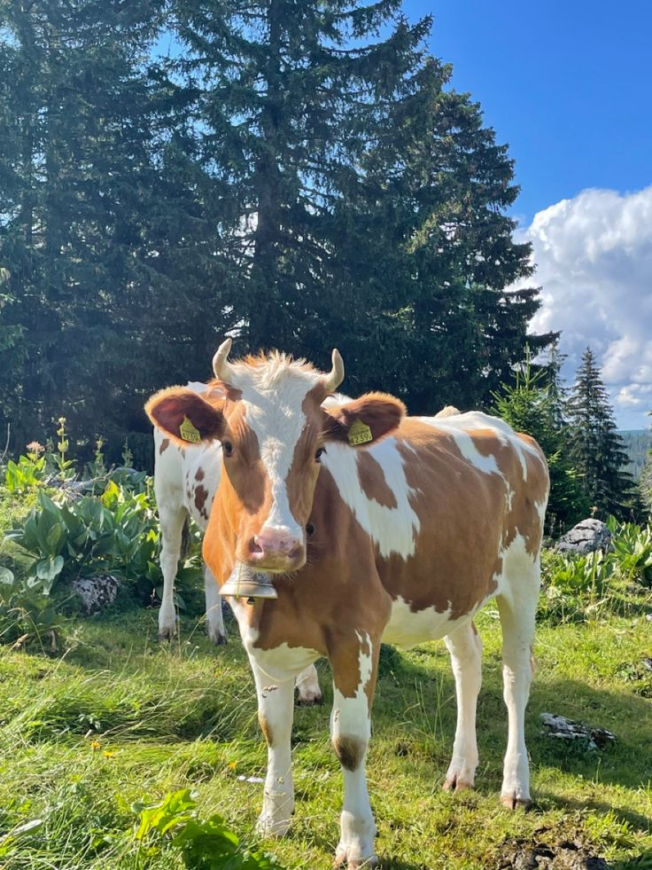 two brown and white cows standing on top of a grass covered field next to trees