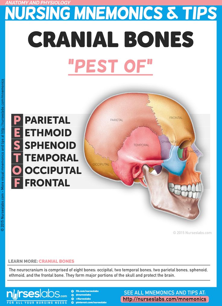 the anatomy of the skull and its functions in human body, including the cranil bones