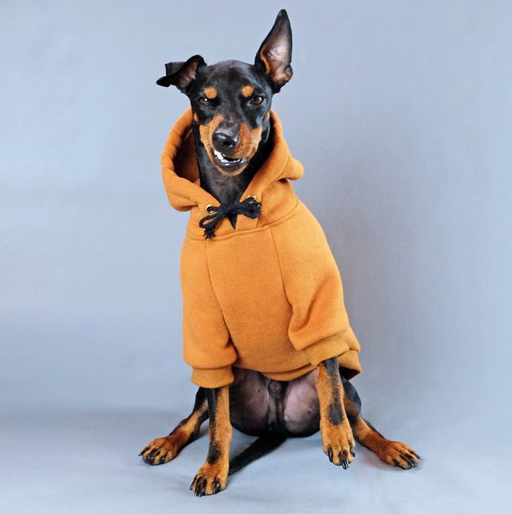 a black and brown dog wearing a hoodie on top of his head, sitting in front of a gray background