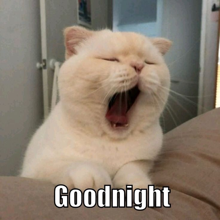 a white cat yawns while laying on a bed