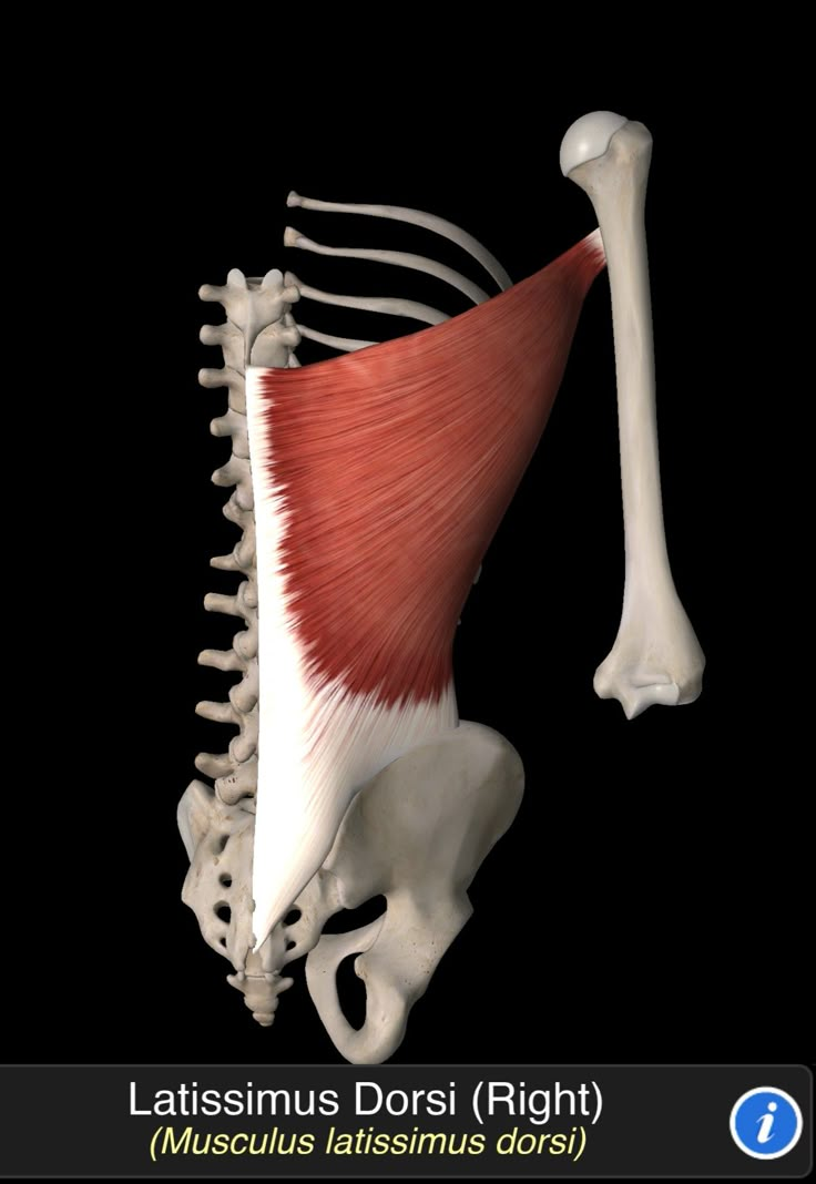 the muscles are shown in this image with an arrow pointing up to their left side