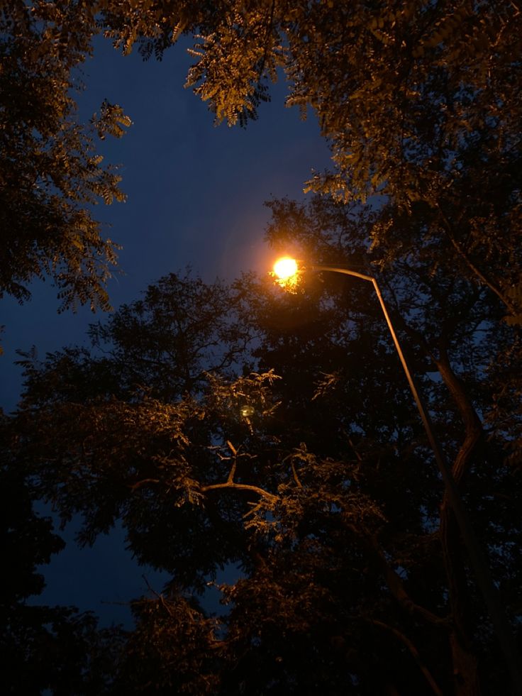 a street light is lit up in the night sky above some trees and branches with no leaves on them