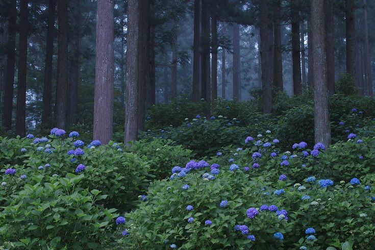 the blue flowers are blooming in the forest at night, and it's foggy