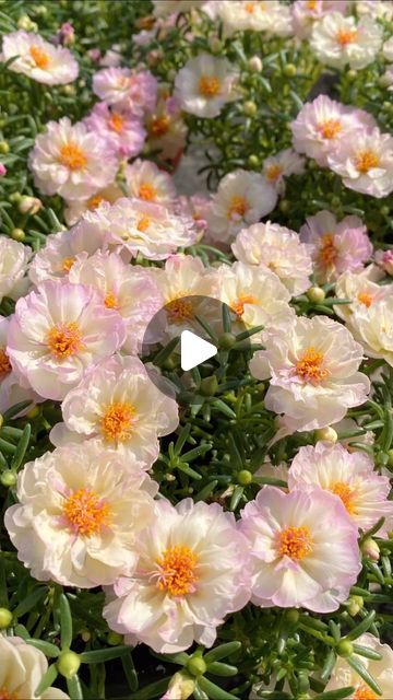 pink and white flowers are in the middle of green plants with yellow tips on them