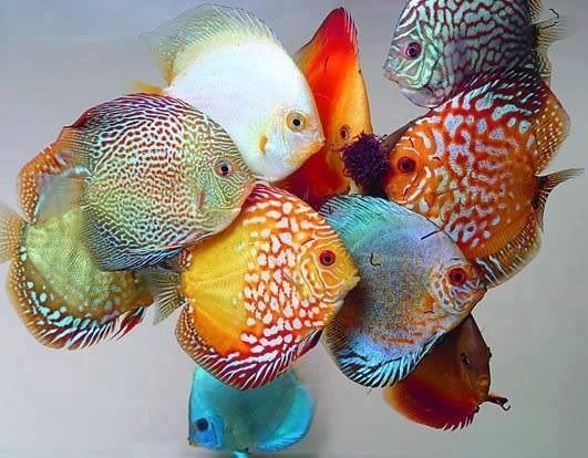 a bunch of fish that are sitting on top of each other in a vase with water