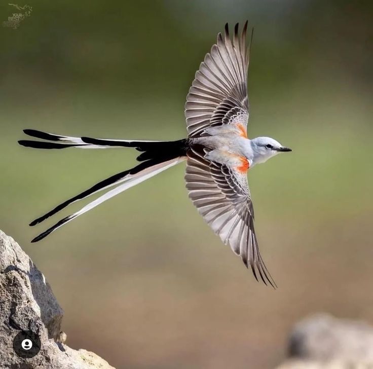 a bird with orange and black feathers is flying over a rock