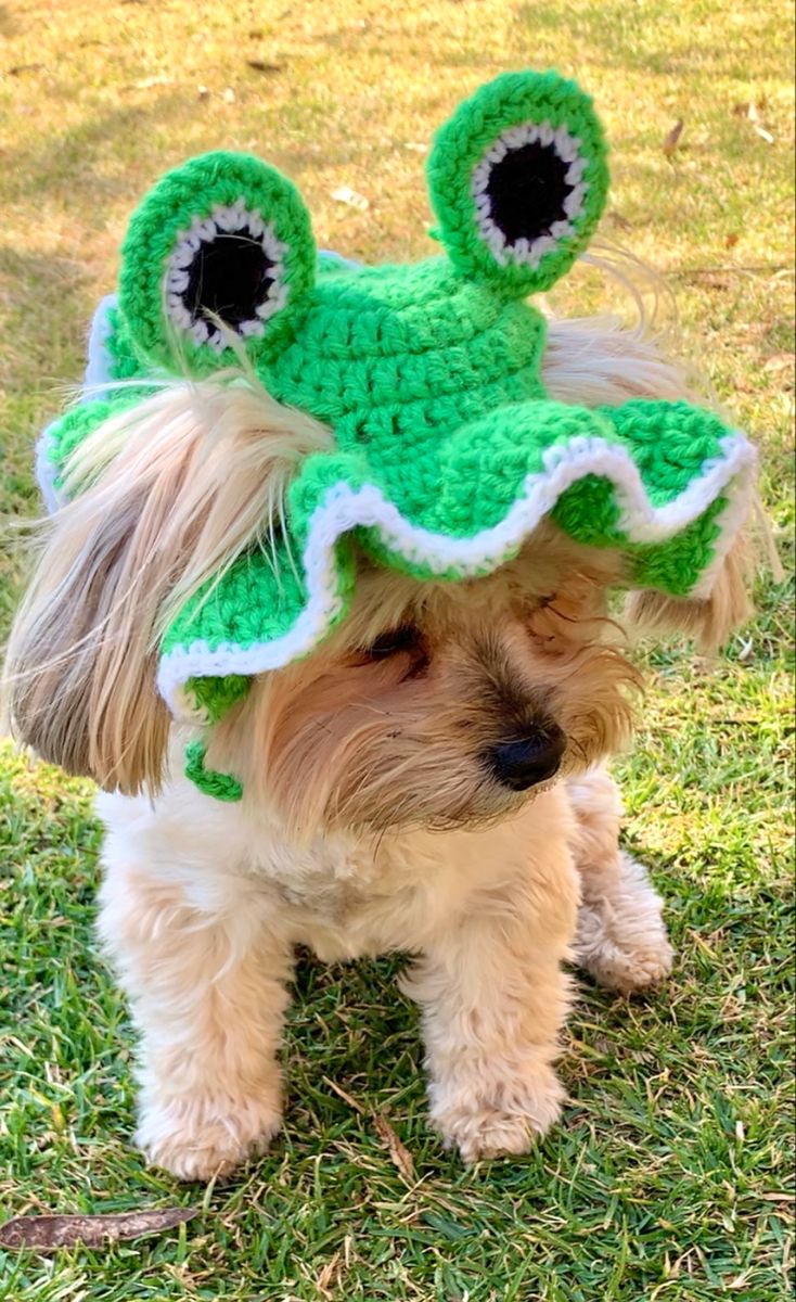 a small dog wearing a green crocheted hat