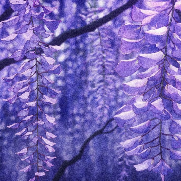 purple flowers are hanging from the branches of a tree in front of blue and white background