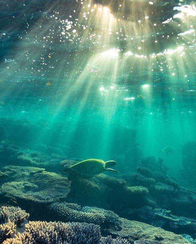 the sun shines through the water over an underwater coral reef