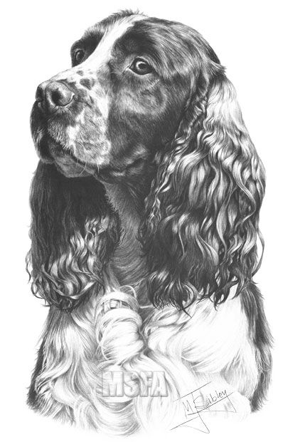 a black and white drawing of a cocker spaniel with the word missa on it