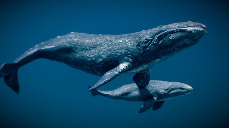 two humpback whales are swimming in the blue water with their tails curled up