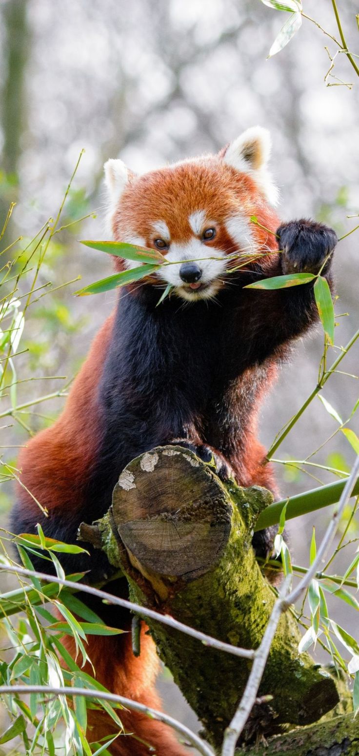 a red panda eating bamboo on top of a tree branch in a forest with lots of leaves