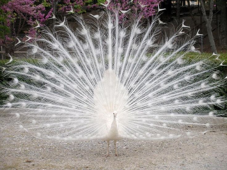 a white peacock with its feathers spread out