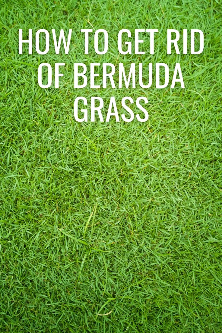 green grass with the words how to get rid of bernunda grass on it