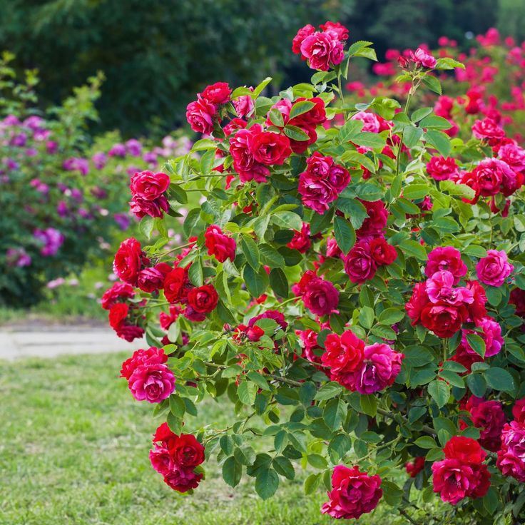 31 Secrets on Growing Roses will give you tips seasoned gardeners have learned through trial and error. Easy Ideas! Pruning Roses, Lucky Plant, Rose Bushes, Fragrant Roses, Rose Care, Container Gardening Flowers, Growing Roses, Planting Roses, Rose Bush