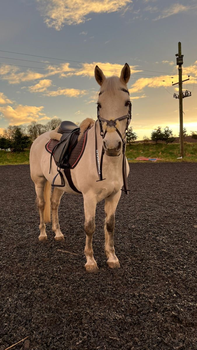 a white horse standing on top of a dirt field