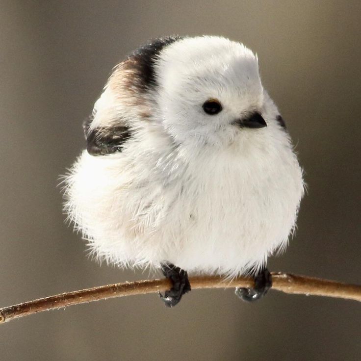 a small white and black bird sitting on a branch