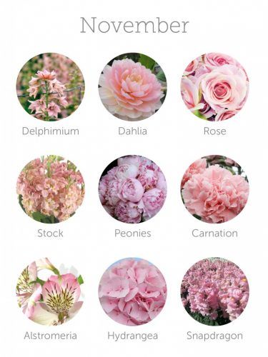 an iphone screen with flowers on it and the words november written in different languages below