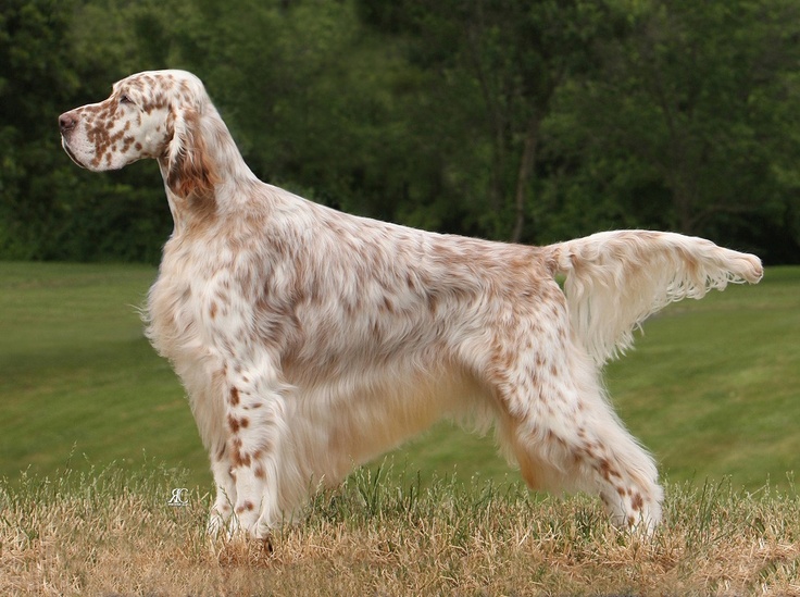 a brown and white dog standing on top of a grass covered field with trees in the background